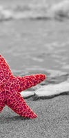 Nautical Starfish Duo Wall Art