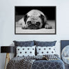 Sad Pug Wall Art