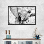 Kenyan Baby Elephant Wall Art