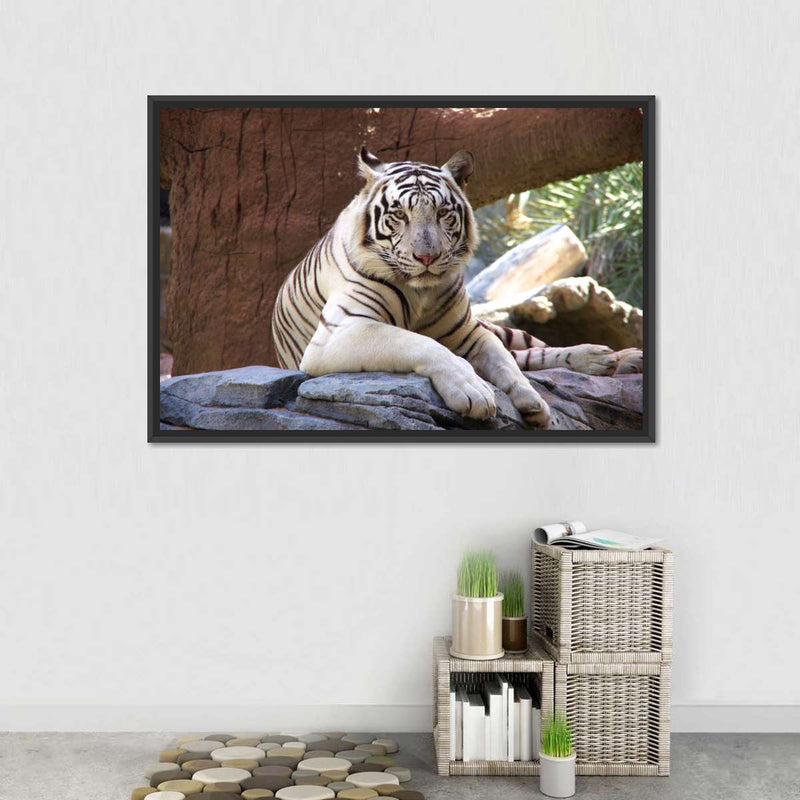 Resting White Tiger Wall Art
