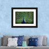 Peacock Feathers Wall Art