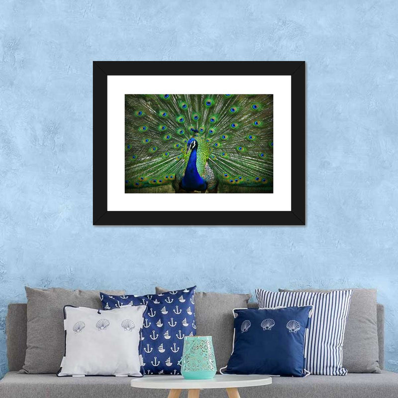 Peacock Feathers Wall Art