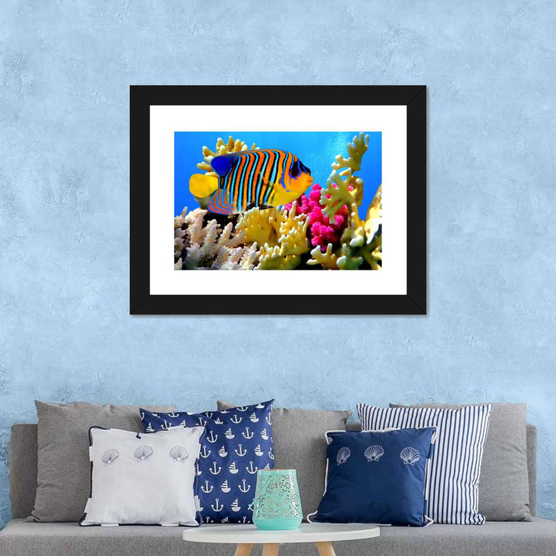 Queen Angelfish Wall Art