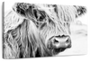Long Haired Cow Wall Art