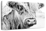 Long Haired Cow Wall Art
