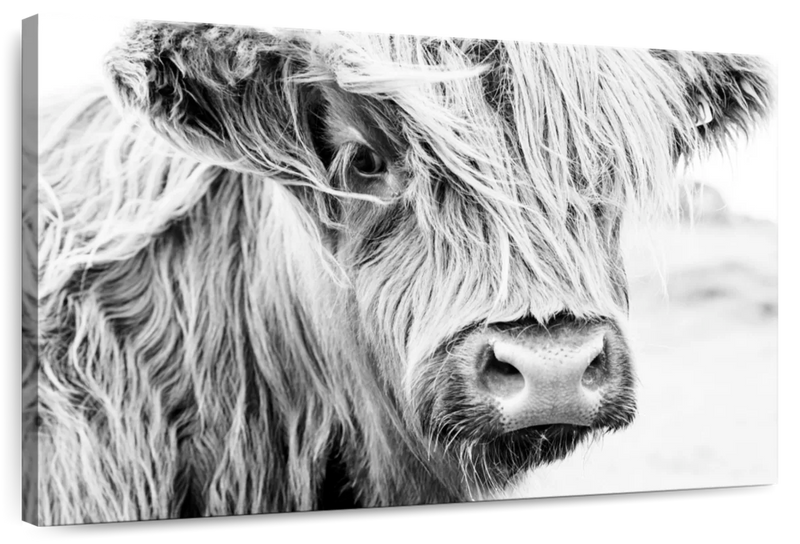 Long Haired Cow Wall Art