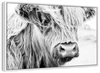 Long Haired Cow Wall Art
