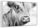 Long Haired Cow Wall Art