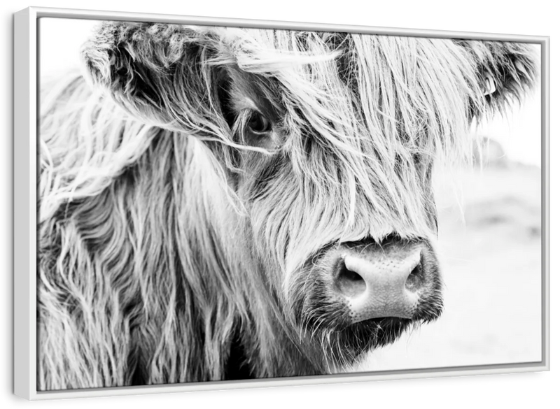 Long Haired Cow Wall Art