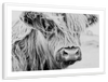 Long Haired Cow Wall Art