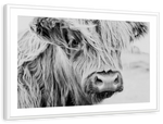 Long Haired Cow Wall Art