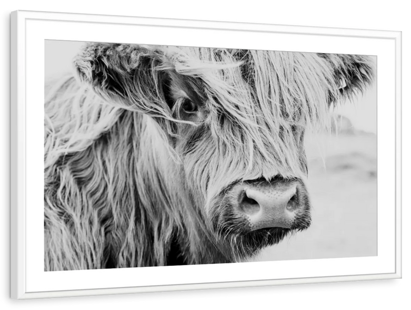 Long Haired Cow Wall Art