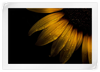 Sunflower Water Wall Art