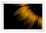 Sunflower Water Wall Art