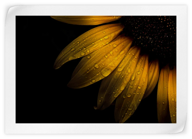Sunflower Water Wall Art