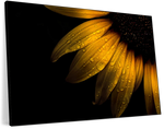 Sunflower Water Wall Art