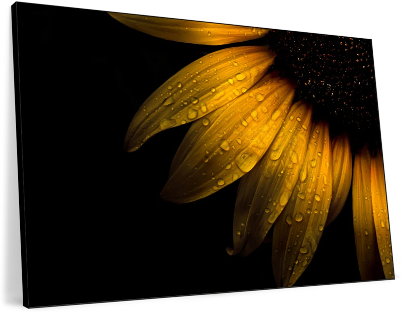 Sunflower Water Wall Art