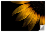Sunflower Water Wall Art