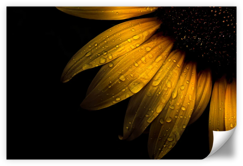 Sunflower Water Wall Art