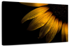 Sunflower Water Wall Art