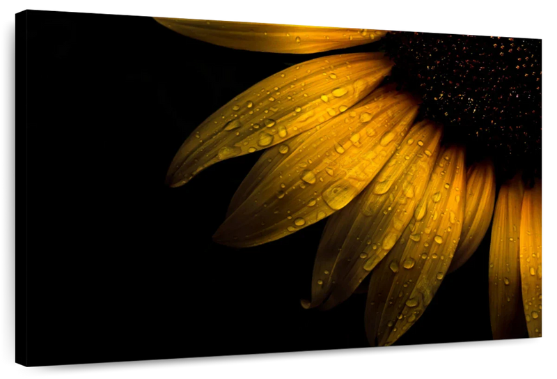 Sunflower Water Wall Art