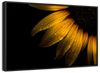Sunflower Water Wall Art