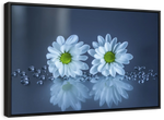 White Daisies Wall Art