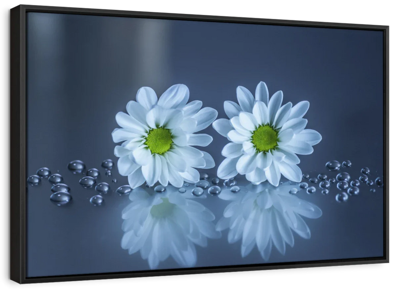 White Daisies Wall Art
