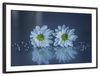 White Daisies Wall Art