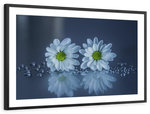 White Daisies Wall Art