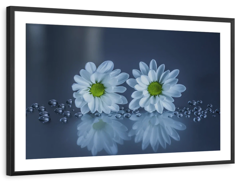 White Daisies Wall Art