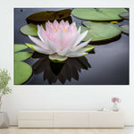 Pinkish White Lotus Wall Art