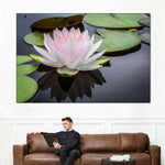 Pinkish White Lotus Wall Art