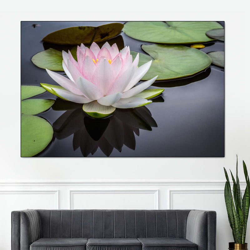 Pinkish White Lotus Wall Art