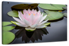 Pinkish White Lotus Wall Art
