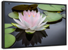 Pinkish White Lotus Wall Art