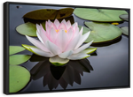 Pinkish White Lotus Wall Art