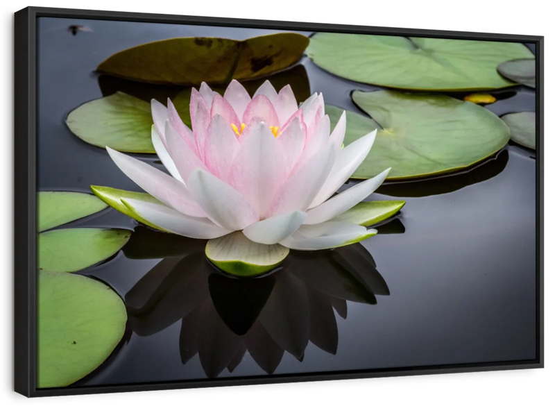 Pinkish White Lotus Wall Art