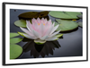 Pinkish White Lotus Wall Art