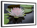 Pinkish White Lotus Wall Art