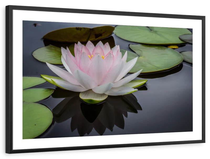 Pinkish White Lotus Wall Art