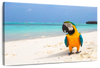 Parrot On Summer Day Wall Art
