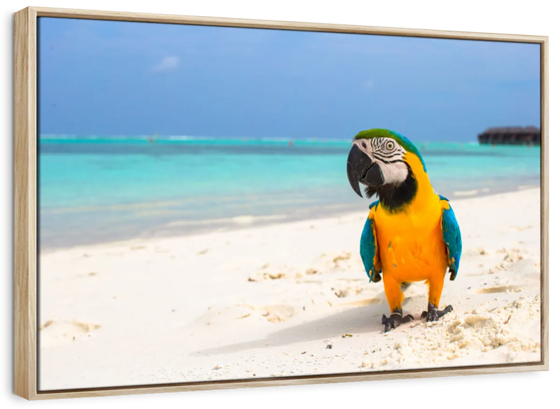 Parrot On Summer Day Wall Art
