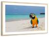 Parrot On Summer Day Wall Art