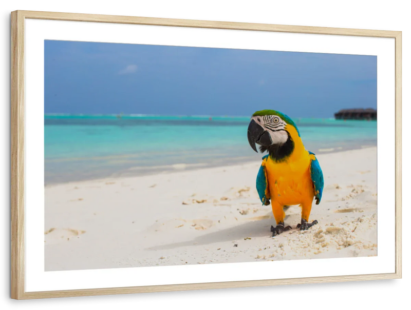 Parrot On Summer Day Wall Art