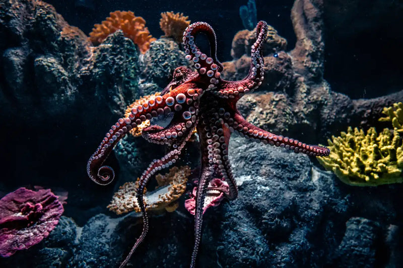 Octopus Habitat Wall Art