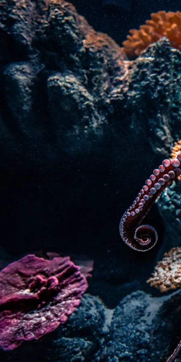Octopus Habitat Wall Art