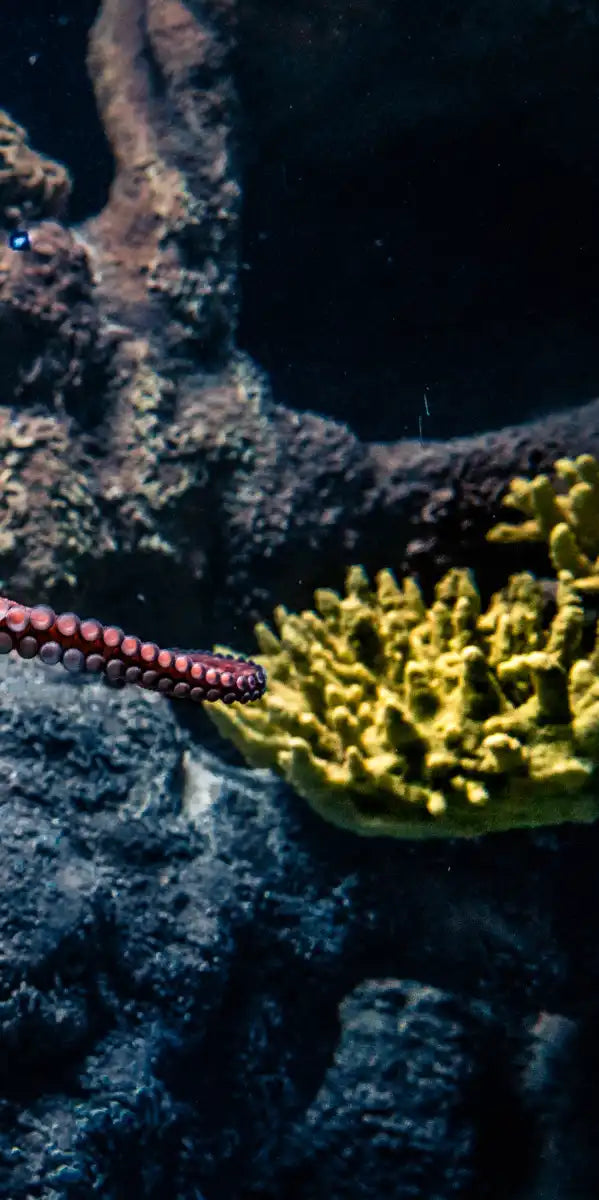 Octopus Habitat Wall Art