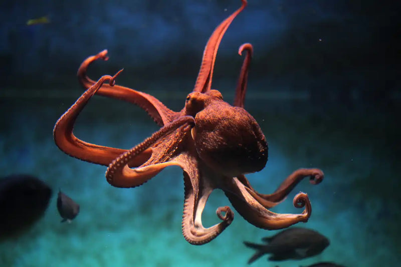 Octopus Vulgaris Wall Art