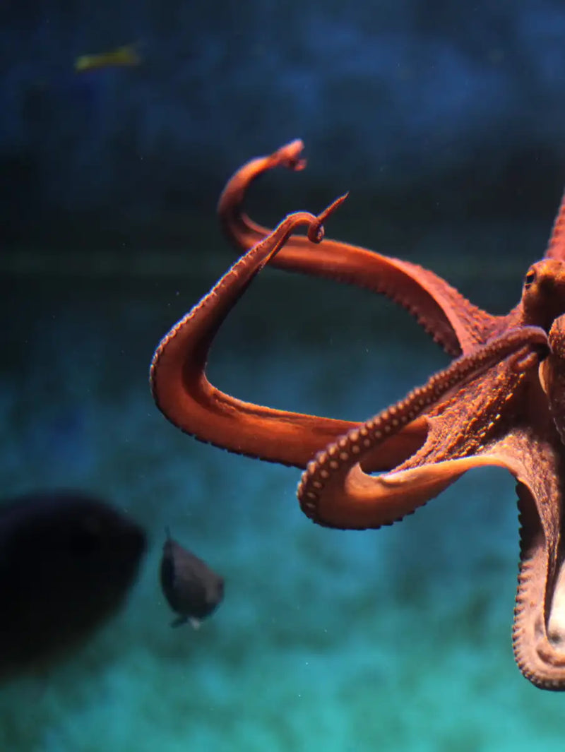 Octopus Vulgaris Wall Art